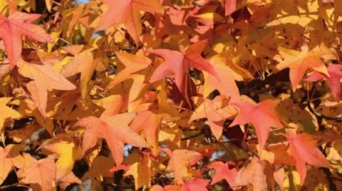 Red gum (Liquidambar styraciflua) Stock Footage 12766628