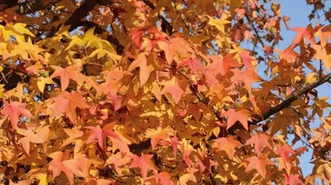 Red gum (Liquidambar styraciflua) Stock Footage 12766637