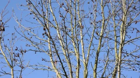 Red gum (Liquidambar styraciflua) Stock Footage 13785759