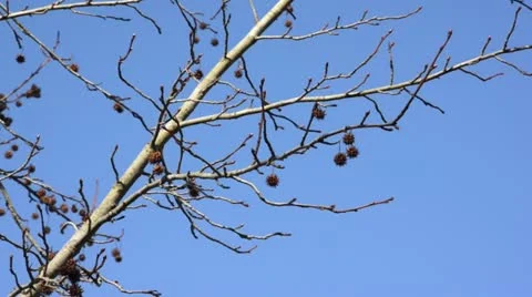 Red gum (Liquidambar styraciflua) Stock Footage 13785922