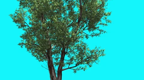 Red Gum Thin Double Trunk Tree is Swaying at The Wind Green Tree Leaves Are Stock Footage 56700751