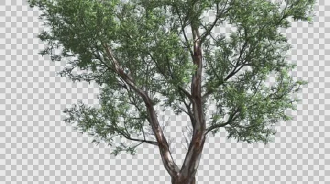 Red Gum Thin Tree Crown Branches Are Swaying at the Wind in Summer Computer Stock Footage 56663471
