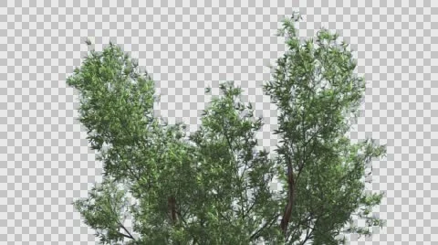Red Gum Top of Tree Crown Branches Are Swaying at Strong Wind in Summer Stock Footage 56663891