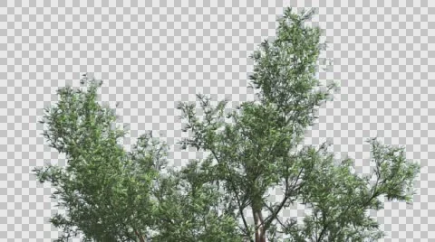 Red Gum Top of Tree Crown Branches Are Swaying at the Wind in Summer Computer Stock Footage 56664061