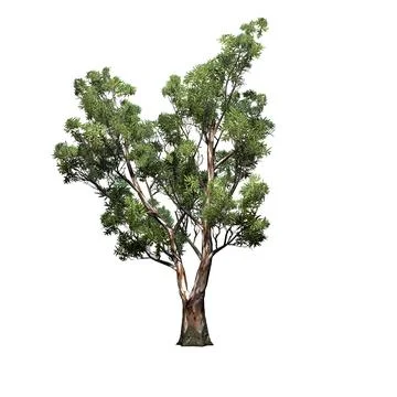 Red Gum tree - isolated on white background Stock Illustration