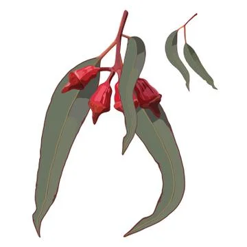 Red Gum Tree Nuts with Leaves Natural Vector Design Illustrazione stock