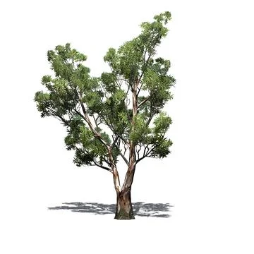 Red Gum tree with shadow on the floor - isolated on white background Stock Illustration