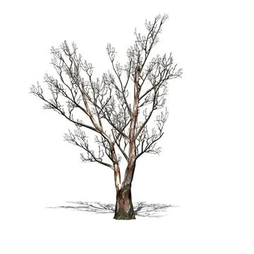 Red Gum tree in winter with shadow on the floor - isolated on white backgrou Illustrazione stock