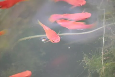 Red guphi Stock Photos