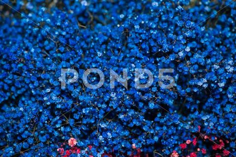 Red Gypsophila flowers Stock Photos