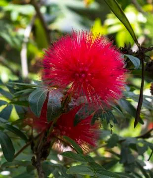 Red haemanthus multiflorus (tratt.) Foto stock