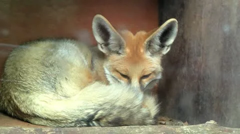 Red Hair Fox Stock Footage 10937389