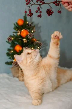 A red-haired beautiful cat plays with a twig on the background. Stock Photos