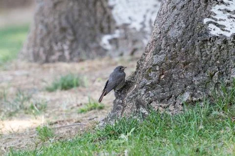 A red-haired bird perched at the base of a tree in a city park Stock Photos