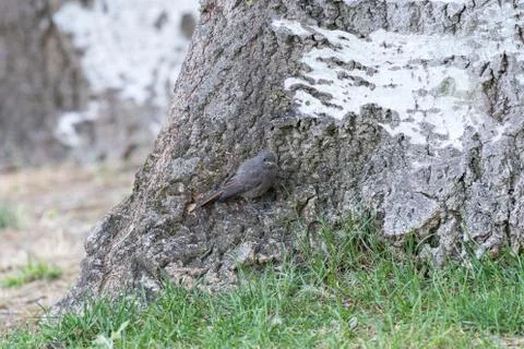 A red-haired bird perched at the base of a tree in a city park Stock Photos