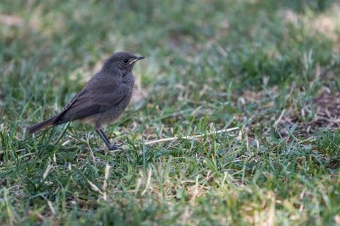 A red-haired bird perched on the grass of a football field inside the city 스톡 사진