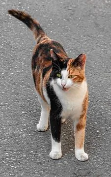 Red-haired black-white cat with green eyes on the pavement. Stock Photos