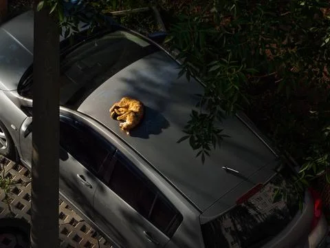 A red-haired cat is basking in the sun rays on a gray car heated by the Sun. Stock Photos