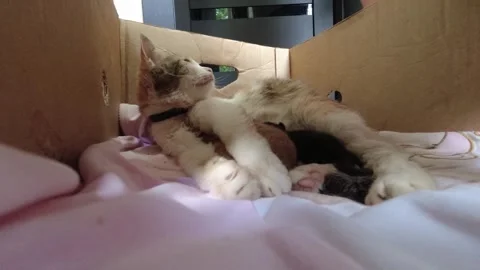 Red-haired cat caresses, cares for and feeds kittens in a cardboard box Stock Footage 304747950