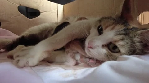 Red-haired cat caresses, cares for and feeds kittens in a cardboard box Stock Footage 304747956