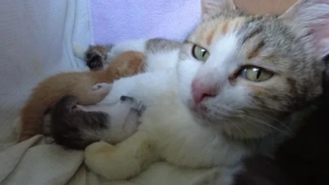 Red-haired cat caresses, cares for and feeds kittens in a cardboard box Stock Footage 304748587