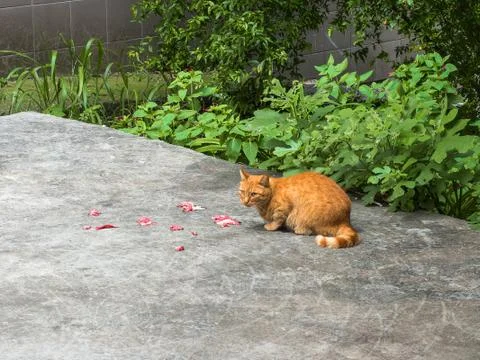 Red-haired cat eats meat on the street Stock Photos