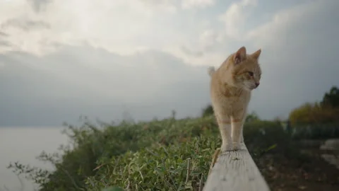 A red-haired cat goes to meet the camera on a wooden parapet. In the park  Video stock 223677602