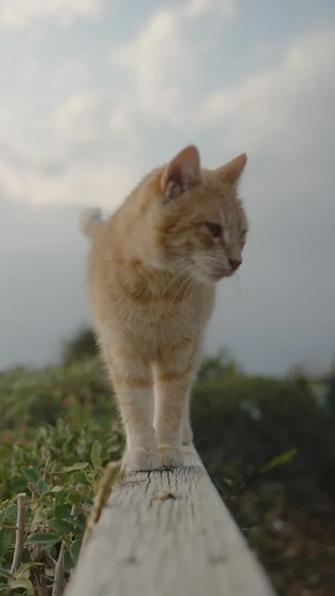 A red-haired cat goes to meet the camera on a wooden parapet. In the park on the Vidéo 236679853