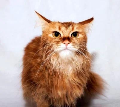 Red-haired cat on a light background Stock Photos