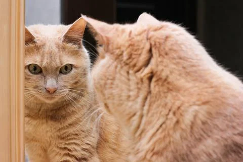 A red-haired cat looking at her reflection in mirror. Foto stock