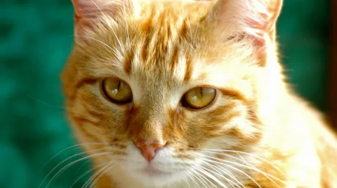 Red-haired cat looks closely Stock Footage 62925425