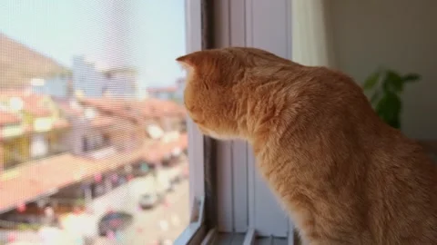 Red-haired cat looks out the window Stock Footage 266986481