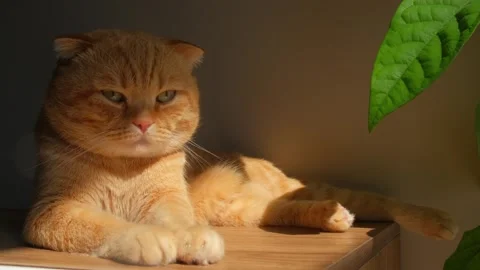 A red-haired cat lounging in the sun Stock Footage 278990729
