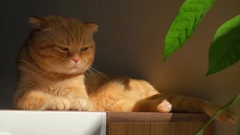 A red-haired cat lounging in the sun Stock Footage 278990747