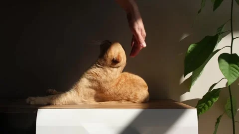 A red-haired cat lounging in the sun Stock Footage 278993541