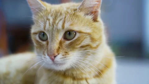 A red-haired cat is lying on a blue tile, in the summer at the dacha. Stock Footage 231947016