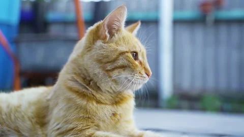 A red-haired cat is lying on a blue tile, in the summer at the dacha. Stock Footage 231948374
