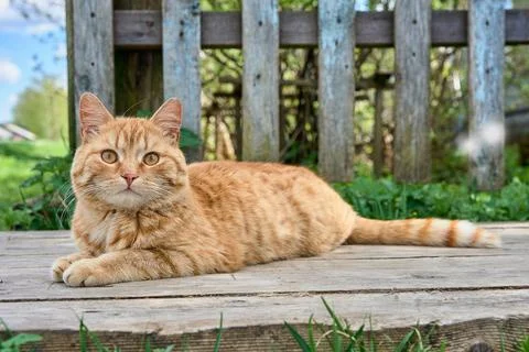 A red-haired cat is lying on the boards Stock Photos
