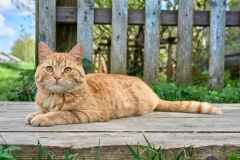 A red-haired cat is lying on the boards Stock Photos