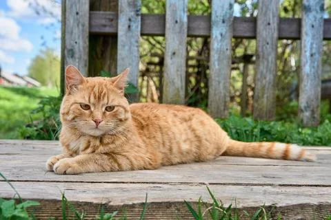 A red-haired cat is lying on the boards Stock Photos