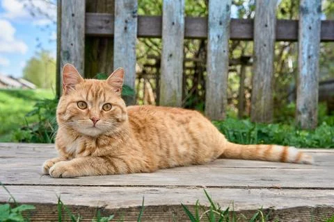 A red-haired cat is lying on the boards Stock Photos