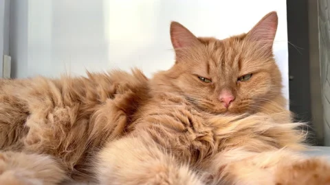 A red-haired cat is lying on a white window Stock Footage 157424952