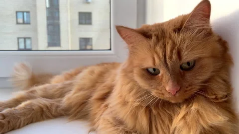 A red-haired cat is lying on a white windowsill Stock Footage 157424970