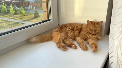 A red-haired cat is lying on a white windowsill Stock Footage 157424985