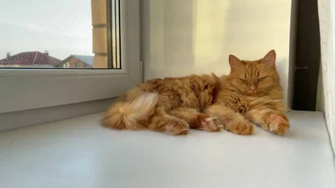 A red-haired cat is lying on a white windowsill Stock Footage 157424990