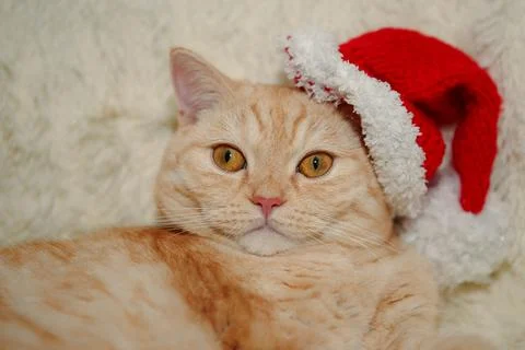 A red-haired cat in a New Year's red hat is lying on a soft blanket. Stock Photos