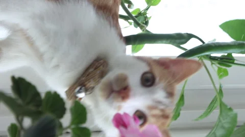 The red-haired cat peeps out due to flowering indoor plants. It is hiding i.. Stock Footage 271627109