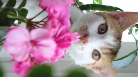 The red-haired cat peeps out due to flowering indoor plants. Selective focu.. Stock Footage 271627146