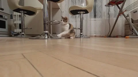 Red-haired cat playing and hunting for toy mouse on apartment floor Stock Footage 305986406