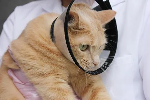 A red-haired cat in a protective collar is in the hands of a veterinarian. Stock Photos